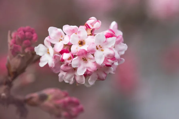 Viburnum farreri, zimní bílý květ — Stock fotografie