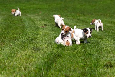 Beagle yavru çimenlerin üzerinde