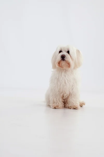 マルタ犬 — ストック写真