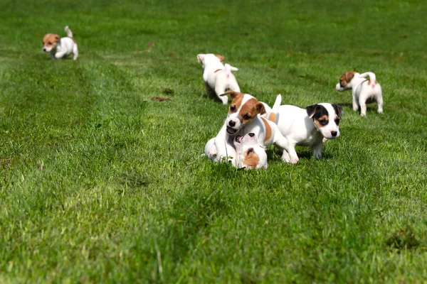 Beagle cuccioli su erba — Foto Stock