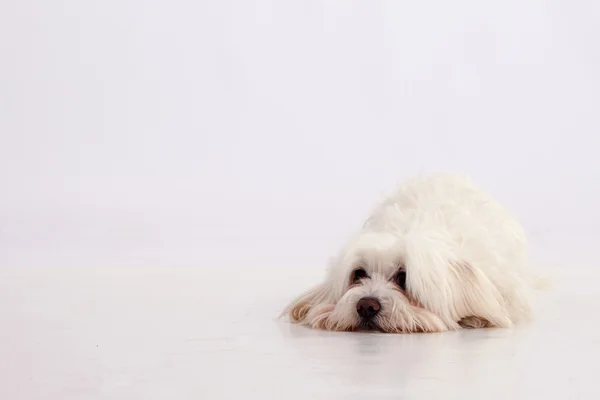 Maltese hond — Stockfoto
