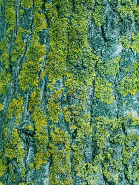 Eski yeşil doğal grunge desenli arka plan.