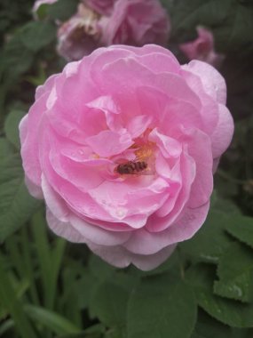 Pink beautiful rose with bee inside.