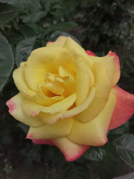 Yellow Beautiful Rose Garden — 스톡 사진