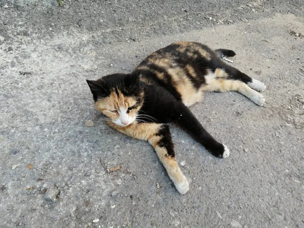 バイカラー美しい国内の眠い猫 — ストック写真