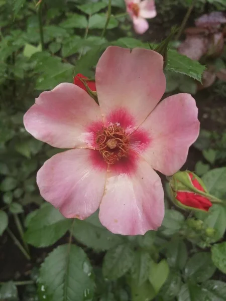 Roze Mooie Bloem Tuin — Stockfoto