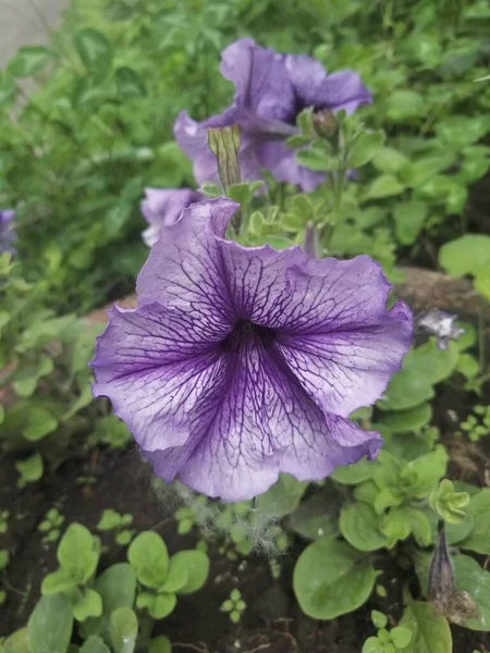 Blau Schöne Blume Garten — Stockfoto
