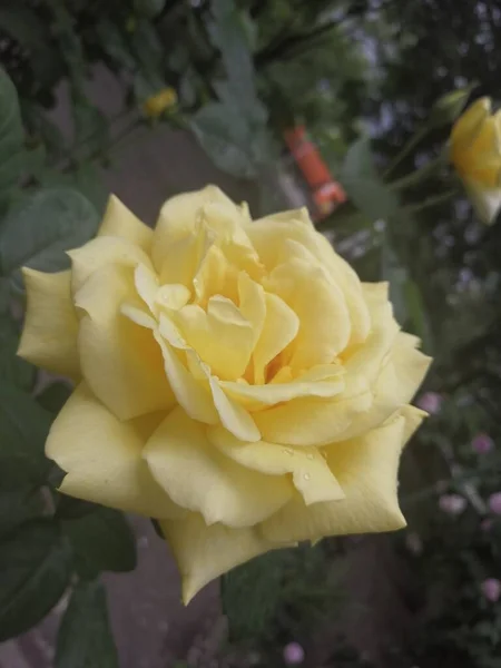 Gelbe Schöne Rose Garten — Stockfoto