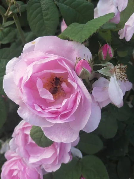 Pink Rose Bee Garden — 스톡 사진