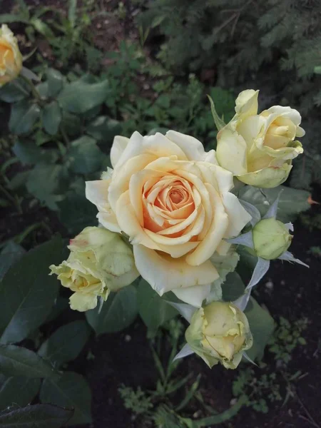 Schöne Elegante Rosen Garten — Stockfoto