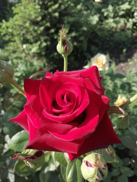 Schöne Rote Rose Garten — Stockfoto