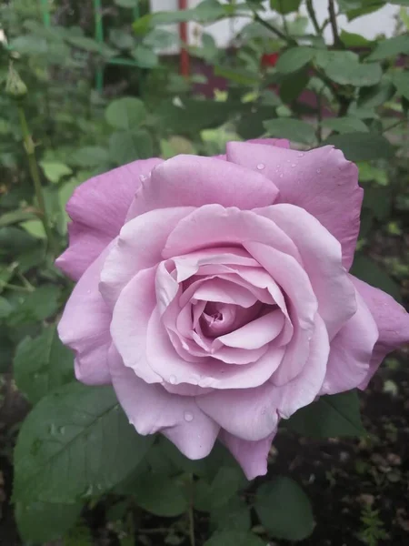 Rosa Hermosa Rosa Jardín — Foto de Stock