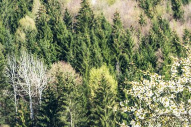 ilkbaharda çiçek açan ağaçlar