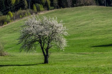 ilkbaharda çiçek açan ağaçlar