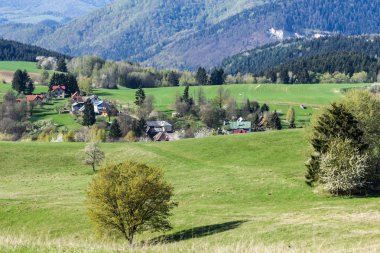 ilkbaharda çiçek açan ağaçlar