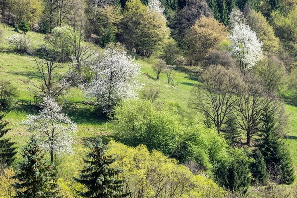 Blühende Bäume in frühlingshafter Landschaft — Stockfoto