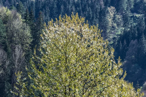 Blühende Bäume im Frühling — Stockfoto