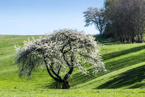 Alberi in fiore in primavera — Foto Stock