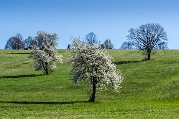 Blühende Bäume im Frühling — Stockfoto