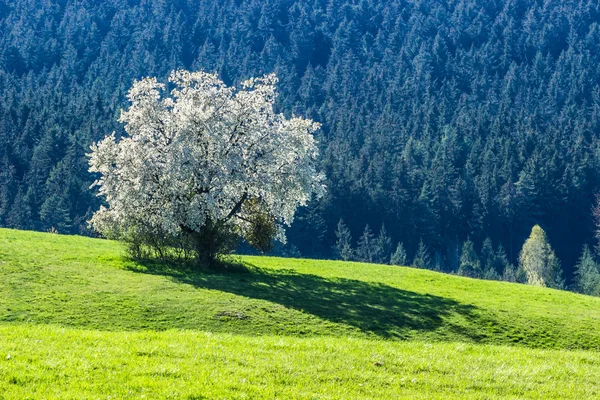 Tavasszal virágzó fák — Stock Fotó