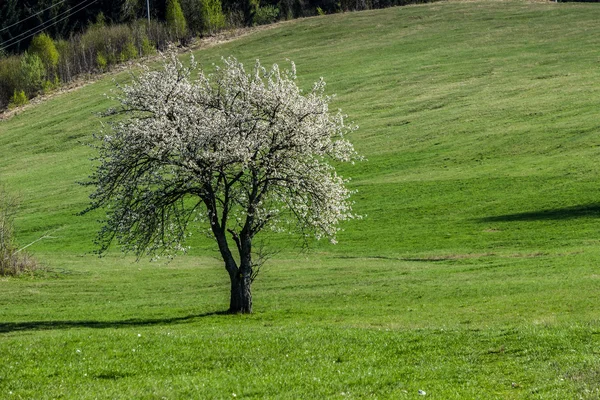 Kvetoucí stromy na jaře — Stock fotografie