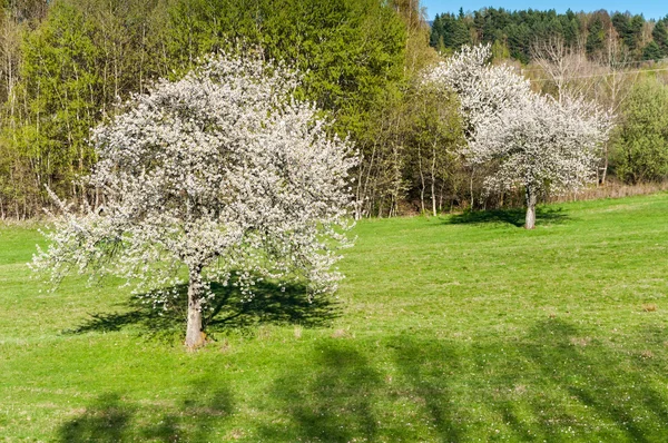 Drzewa kwitnące wiosną — Zdjęcie stockowe