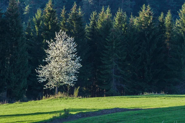 Alberi in fiore in primavera — Foto Stock