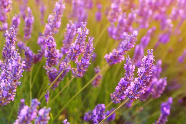 Hermosos colores del campo de lavanda en Provenza — Foto de Stock