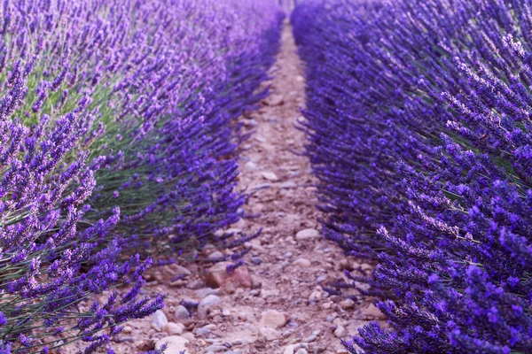 Beautiful fragrant lavender fields — Stock Photo, Image