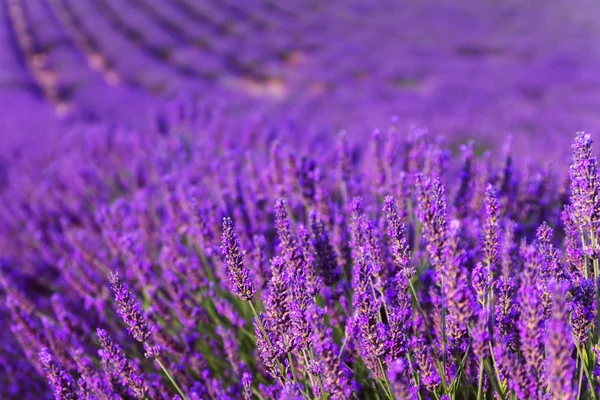 Όμορφη αρωματική lavender τους τομείς — Φωτογραφία Αρχείου