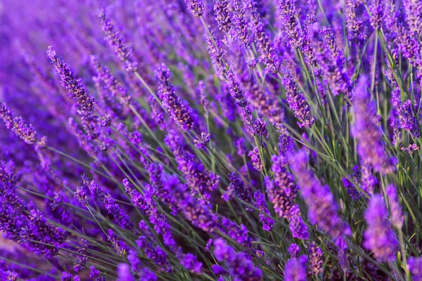 Όμορφη αρωματική lavender τους τομείς — Φωτογραφία Αρχείου