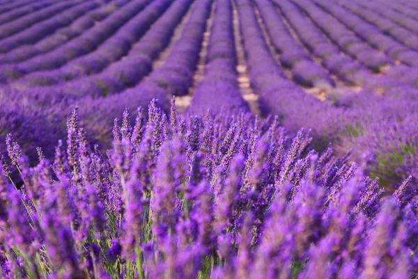 Hermosos campos de lavanda fragante — Foto de Stock