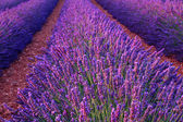 Krásné barvy fialové levandule pole poblíž Valensole