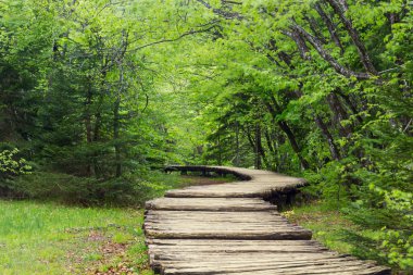 Ahşap yolundaki Plitvice Milli Parkı