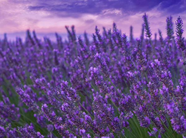 Belles couleurs champs de lavande pourpre près de Valensole — Photo