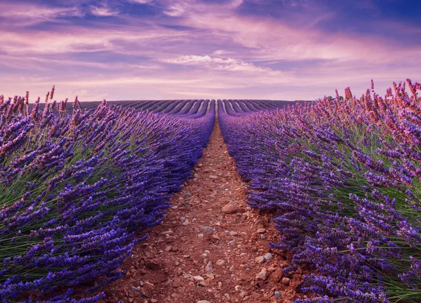 Güzel renk mor lavanta alanları yakınındaki Valensole