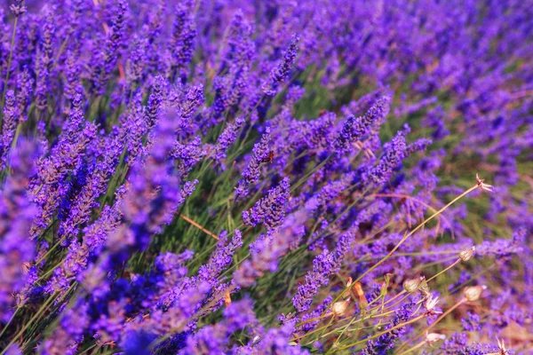 Hermosos colores campos de lavanda púrpura cerca de Valensole —  Fotos de Stock