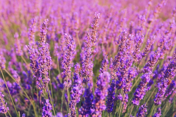 ニース近くの美しい色の紫ラベンダー畑 — ストック写真