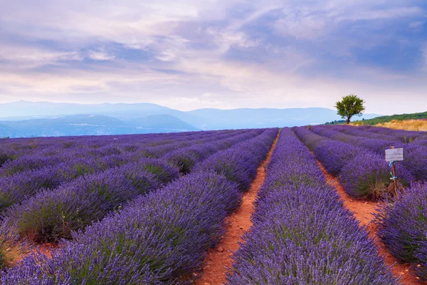 Красивые цвета фиолетовых полей лаванды вблизи Валенсоле — стоковое фото