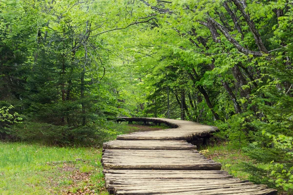 Wood path in the Plitvice national park — Stock Photo, Image