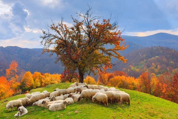 dağlarda Güz kuzular