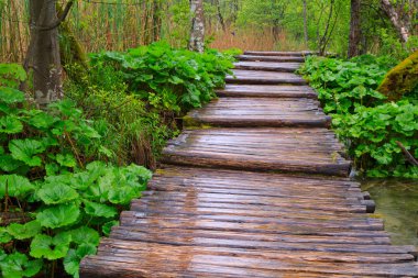 Ahşap yolundaki Plitvice Milli Parkı