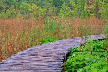Ahşap yolundaki Plitvice Milli Parkı