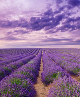 Güzel renk mor lavanta alanları Valensole, Provence yakınındaki