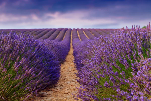 Bellissimi colori viola campi di lavanda vicino Valensole, Provenza — Foto Stock