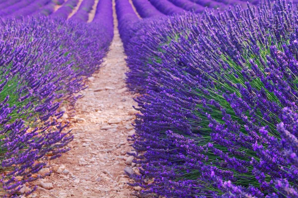 Hermosos colores campos de lavanda púrpura cerca de Valensole, Provenza —  Fotos de Stock