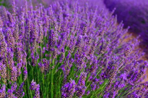 Hermosos colores campos de lavanda púrpura cerca de Valensole, Provenza — Foto de Stock