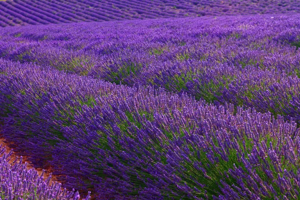 Piękne kolory fioletowy pól lawendy w pobliżu Valensole, Prowansja — Zdjęcie stockowe