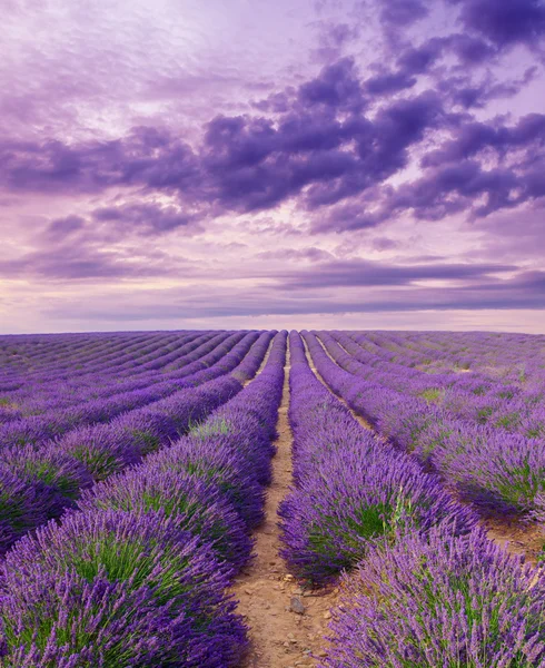 Озил окрашивает поля пурпурной лаванды под Валенсолью, Прованс — стоковое фото