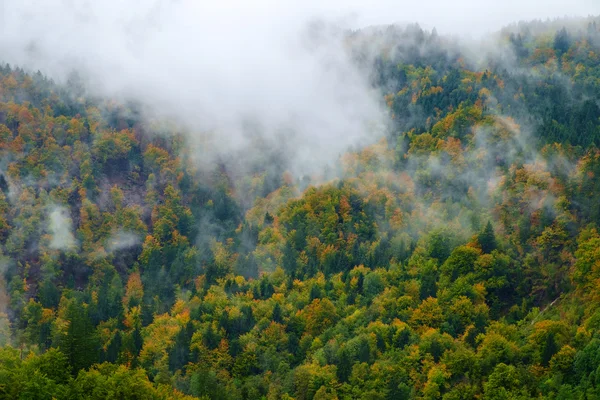 Туманний сосновий ліс на схилі пагорба — стокове фото